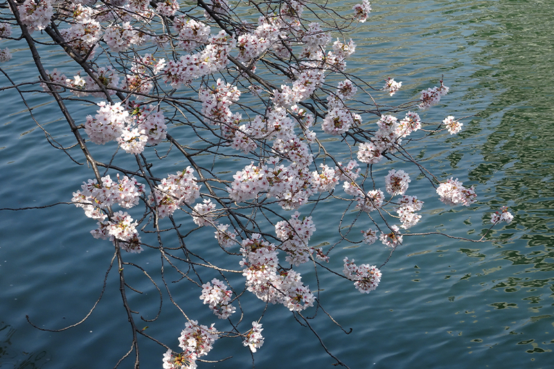 仙台堀川の桜